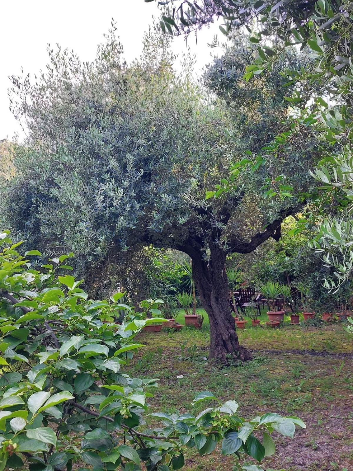 B&B Villa Mia Lanciano Eksteriør bilde